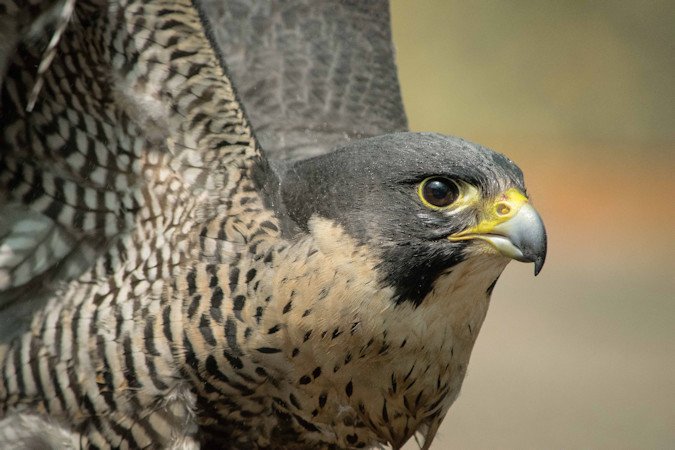 Peregrine Falcon High Desert Museum ESA