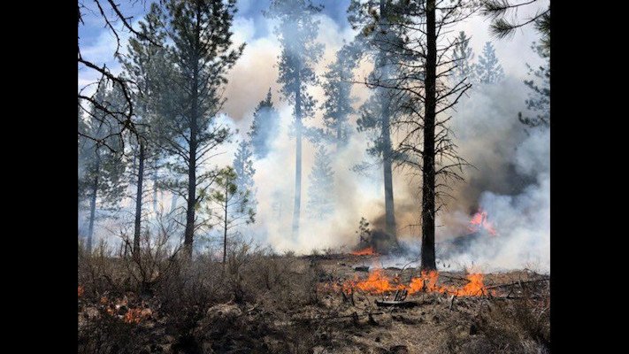 Prescribed burns are designed to improve forest conditions, reduce potential wildfire fuels