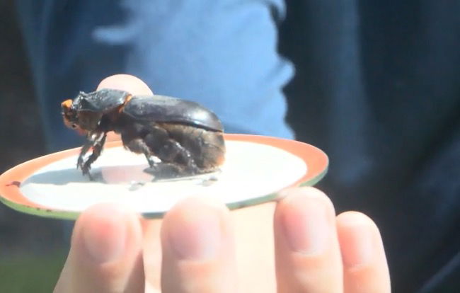 <i>KITV</i><br/>The Coconut Rhinoceros Beetle (CRB) knows few limits in Hawaii - including