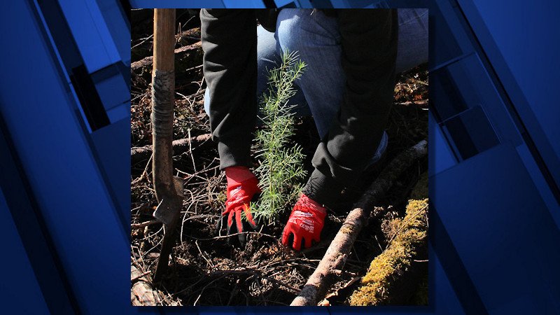 restoration tree plantings, may qualify someone for the new Oregon Climate Smart Award