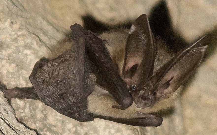 William ShakespEAR, the Townsend's big-eared bat
