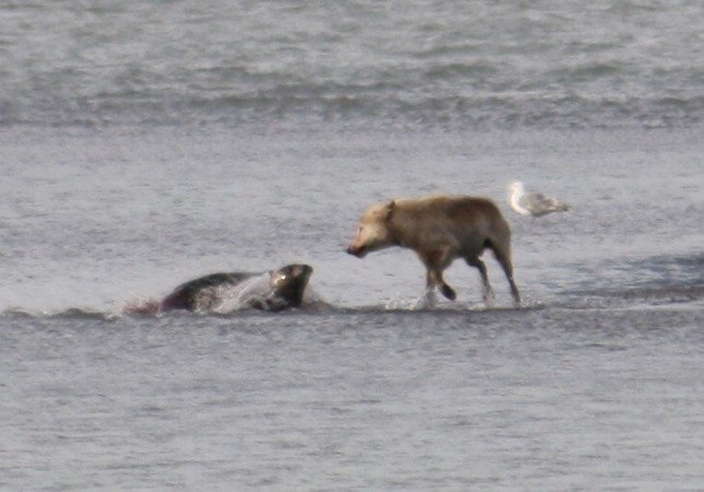 Wolf hunts a seal on Alaska's Katmai coast