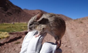 A species of leaf-eared mouse