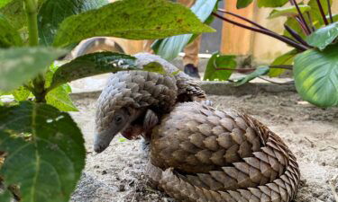 A Thai customs official displaying one of 136 pangolins seized in Bangkok in 2017. Pangolins are the most illegally traded wild mammals on Earth