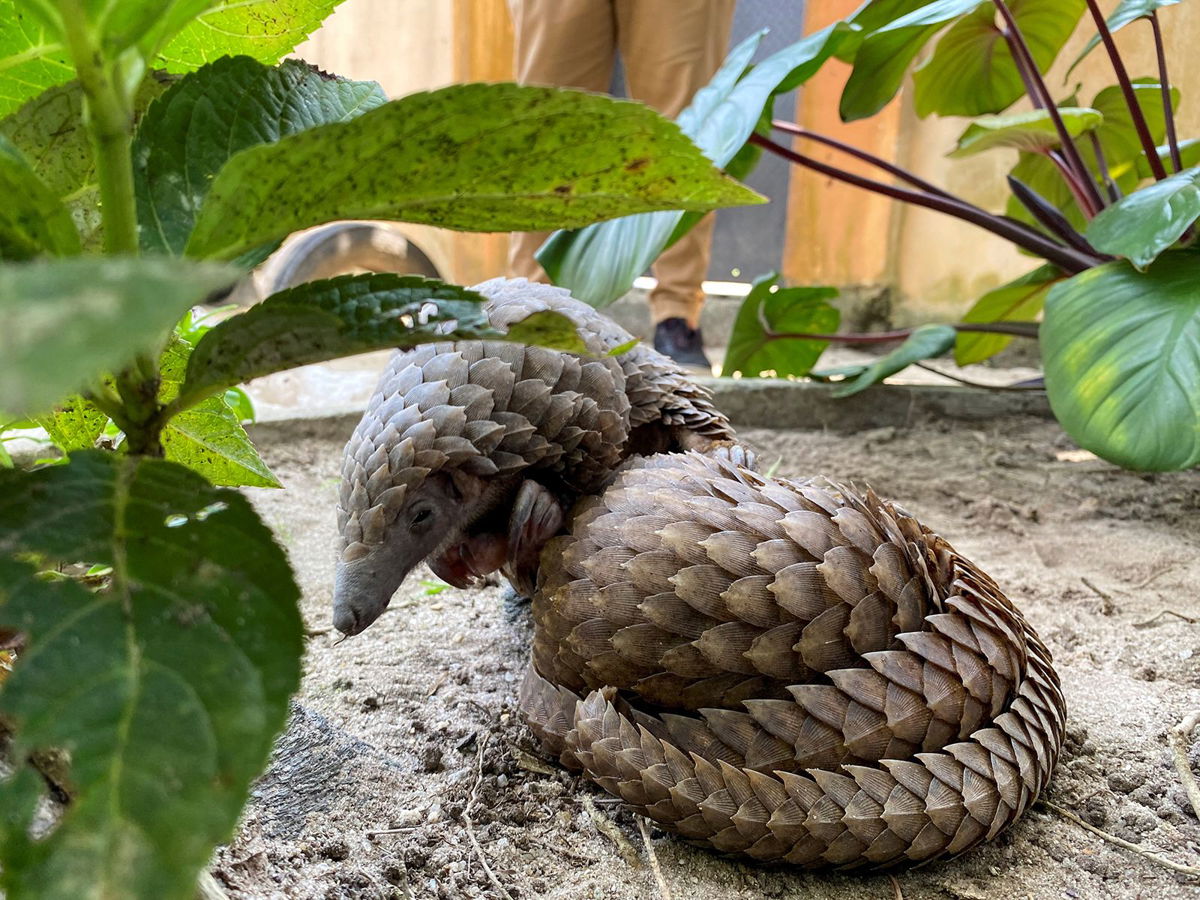 <i>Sakchai Lalit/AP</i><br/>A Thai customs official displaying one of 136 pangolins seized in Bangkok in 2017. Pangolins are the most illegally traded wild mammals on Earth