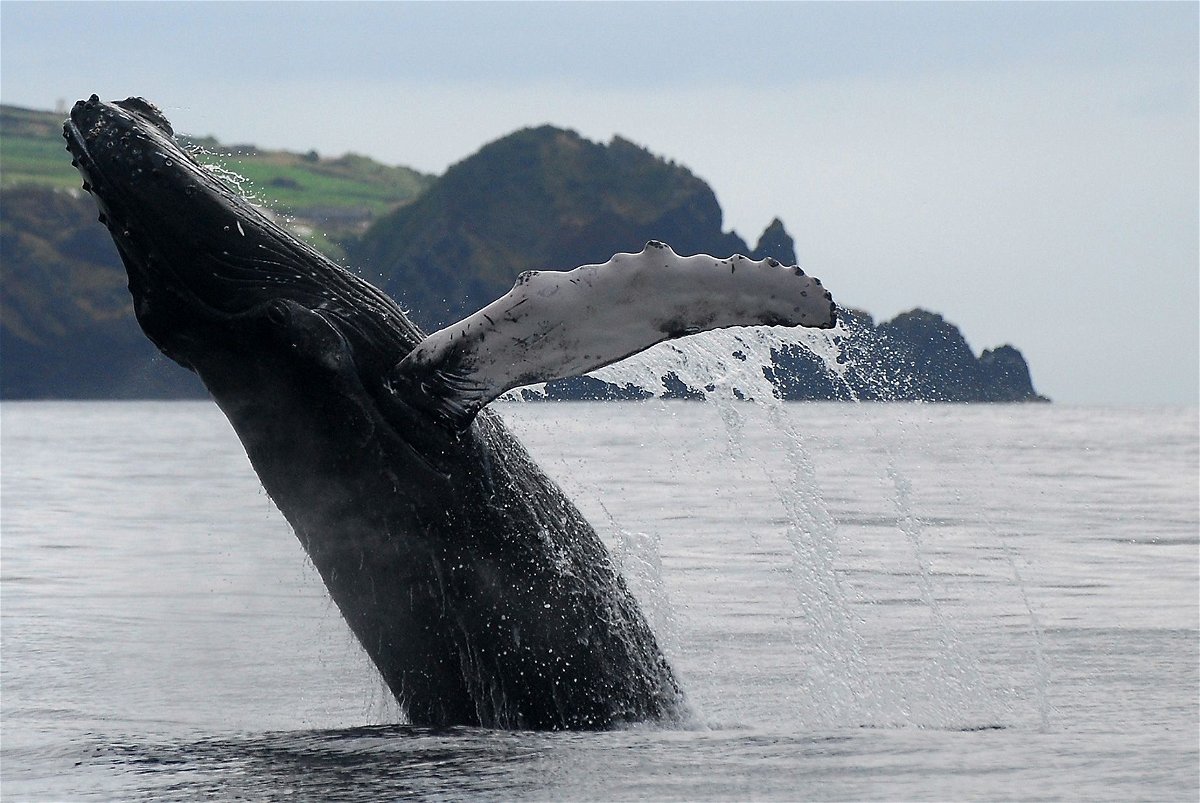 <i>Francisco Garcia/Courtesy Terra Azul</i><br/>There are strict rules for observing whales and dolphins.