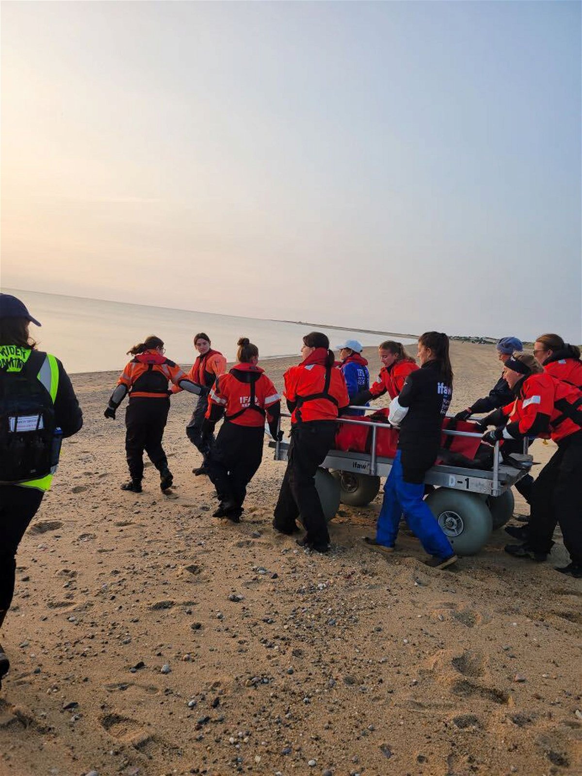 <i>IFAW</i><br/>Rescuers were able to release the two dolphins safely at Herring Cove Beach in Provincetown.