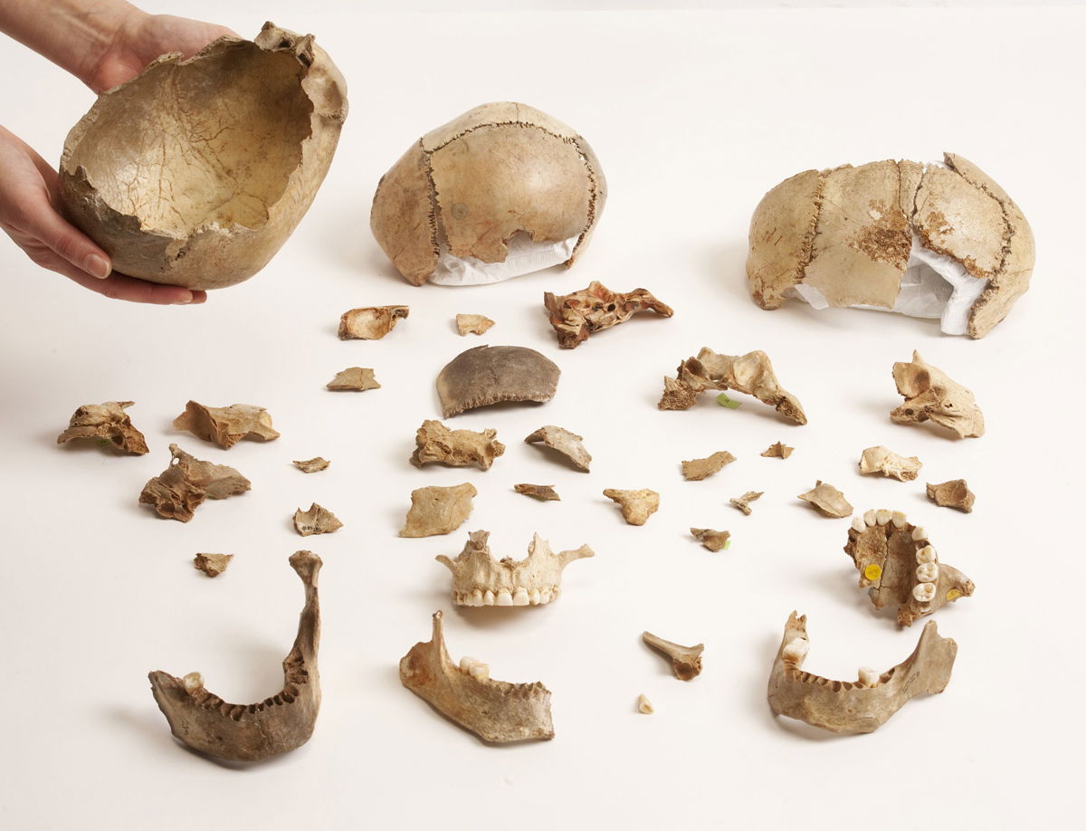 <i>Derek Adams/Trustees of the Natural History Museum</i><br/>Researchers had previously found skull cups at Gough's Cave site in England.