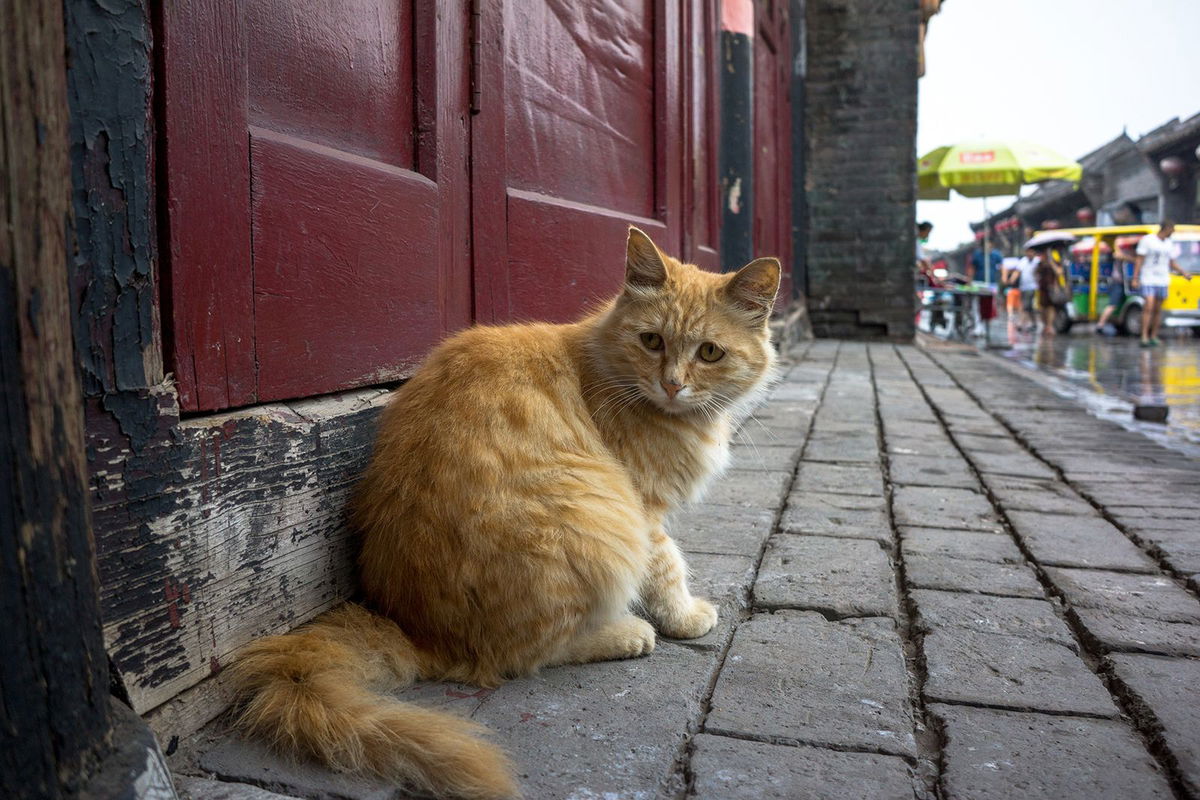 <i>Zhang Peng/LightRocket/Getty Images/File</i><br/>Police in China have rescued some 1