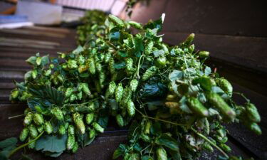 Hop bines are pulled on a conveyor belt in Germany.