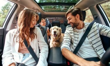 The do's and don'ts of taking pets on the road