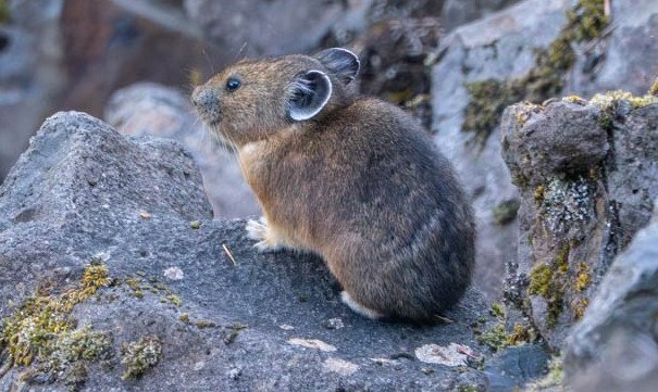 An American pika sits atop a rock on a talus slope in the Columbia River Gorge. Recent surveys show the tiny animals are making a strong comeback from the 2017 Eagle Creek fire