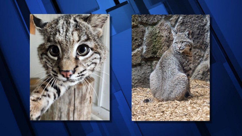 High Desert Museum's bobcat has grown a lot since arrival, and now has a name: Timber