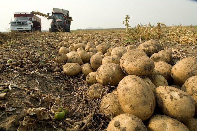 Potatoes are harvested on a farm in Culver