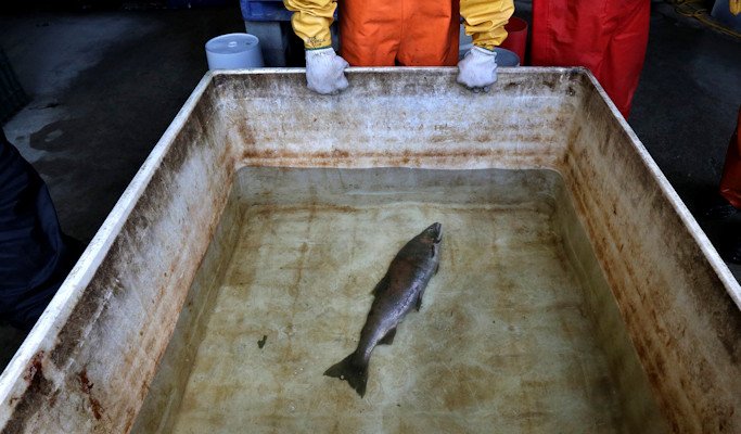 Julann Spromberg, a research toxicologist with Ocean Associates Inc., working under contract with NOAA Fisheries, observes a salmon placed in a tank of clear water after it died from four hours of exposure to unfiltered highway runoff water on Oct. 20, 2014