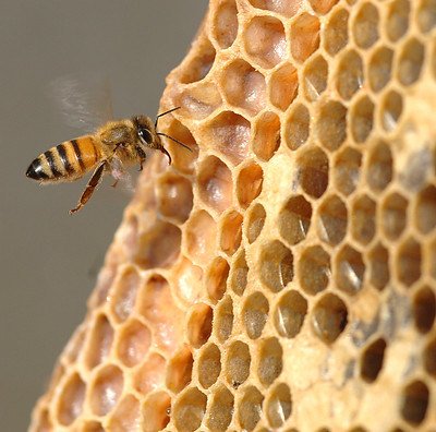 Honeybee flies near honeycomb