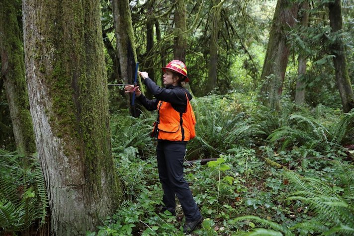 Christine Buhl, a forest health specialist for the Oregon Department of Forestry, uses an increment borer to core a dead western red cedar at Magness Memorial Tree Farm in Sherwood
