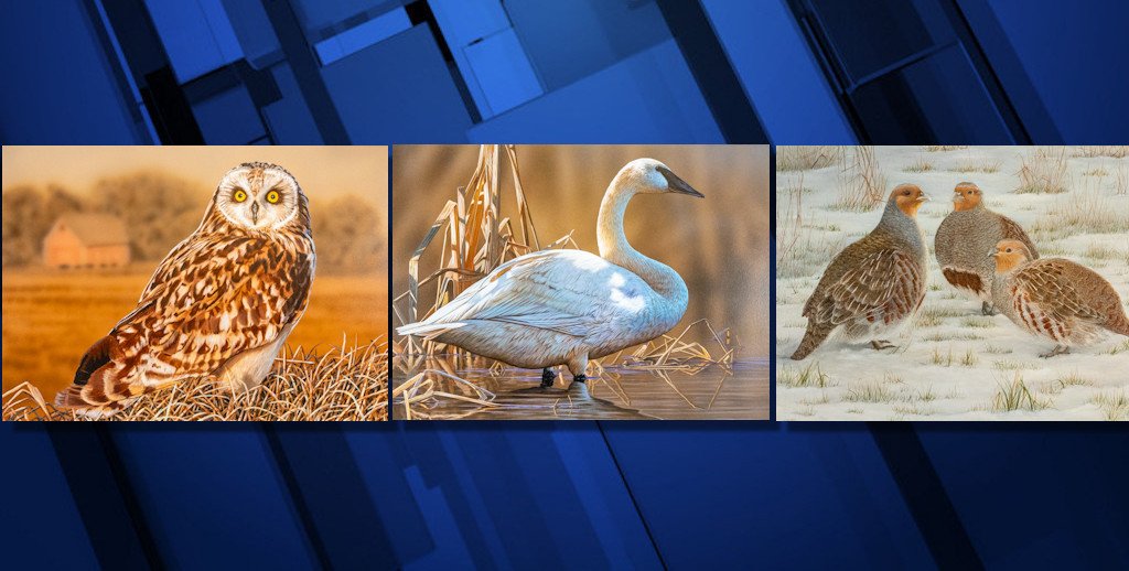 Habitat Conservation: Short-eared Owl, by Buck Spencer; Waterfowl: Trumpeter Swan, by Richard Clifton; Upland Game Bird; Gray Partridge, by Roberta Wise