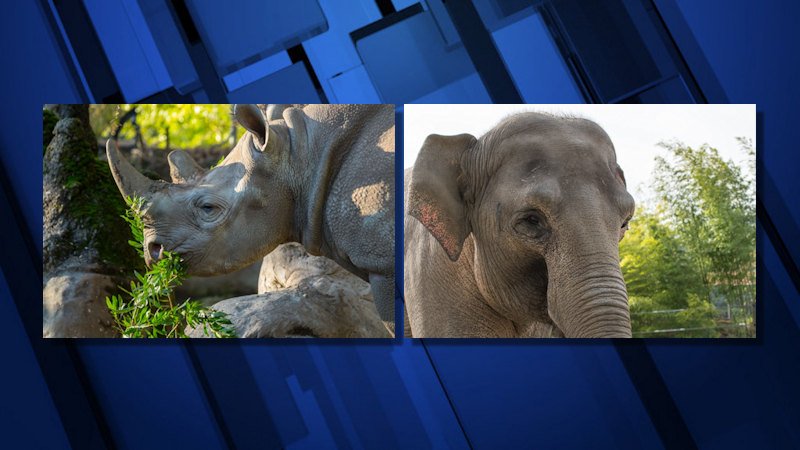 The Oregon Zoo's Eastern black rhinoceros Jozi and Asian elephant Rose-Tu are both expecting