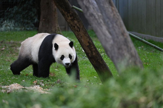 Giant panda Xiao Qi Ji is seen in his enclosure at the Smithsonian National Zoo on October 22, in Washington, DC.