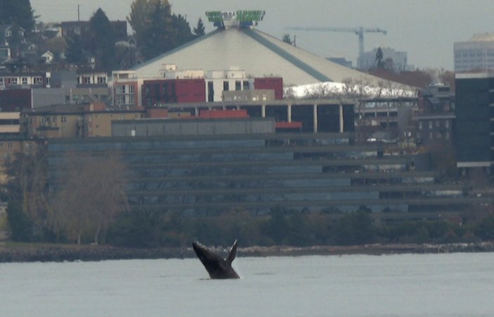 In this image taken from a video, a humpback whale breaches from the waters off Seattle on Thursday, The whale has been spotted swimming in Elliott Bay for three days. Humpback whales visit the waters of the Seattle area as they migrate up and down the West Coast. 