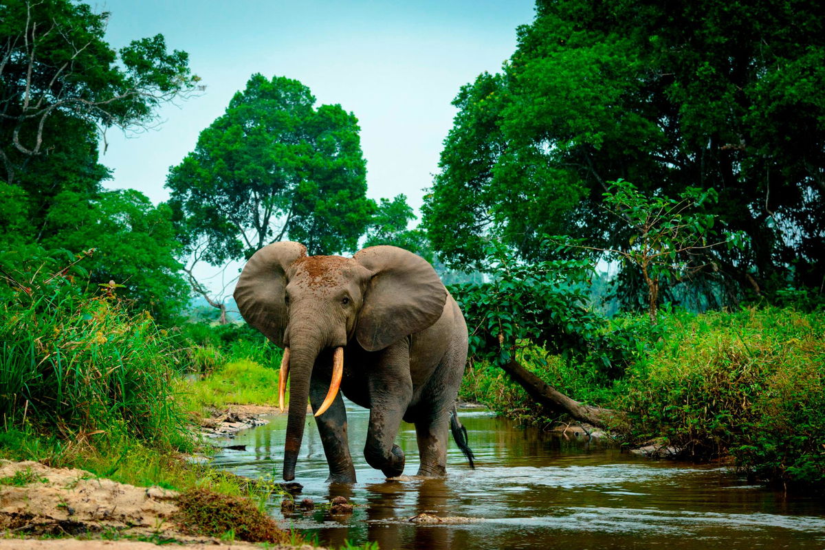 <i>Education Images/Universal Images Group/Getty</i><br/>An African forest elephant in Odzala-Kokoua National Park