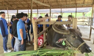 The Laos Buffalo Dairy makes bocconcini
