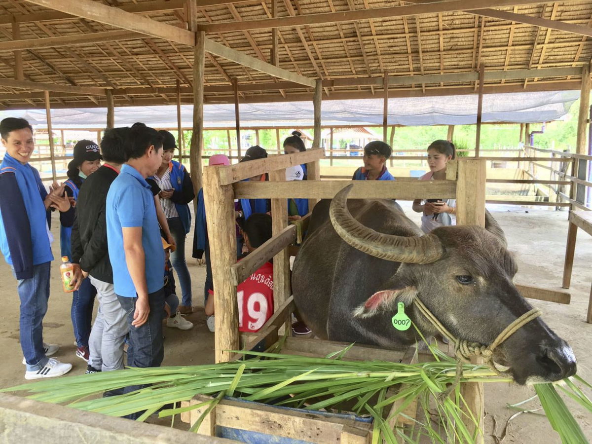 <i>Laos Buffalo Dairy</i><br/>The Laos Buffalo Dairy makes bocconcini