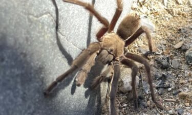A tarantula’s bite is reported to be similar to a bee sting and is not deadly to humans
