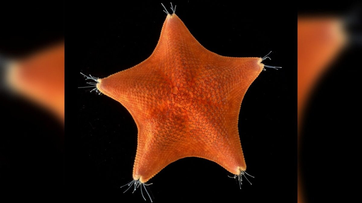 <i>Laurent Formery</i><br/>The nervous system of a starfish is shown here during an analysis.