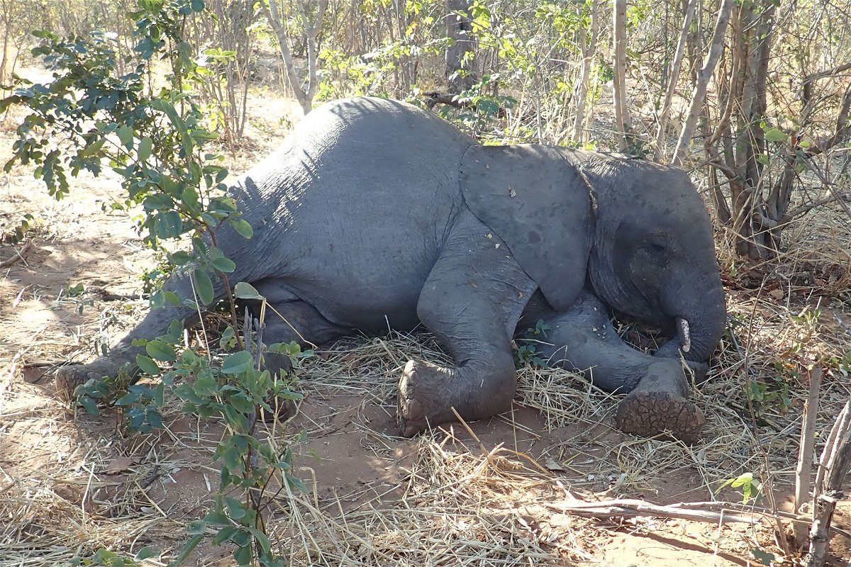 <i>Chris Foggin</i><br/>Researchers took samples from 15 of the dead elephants.