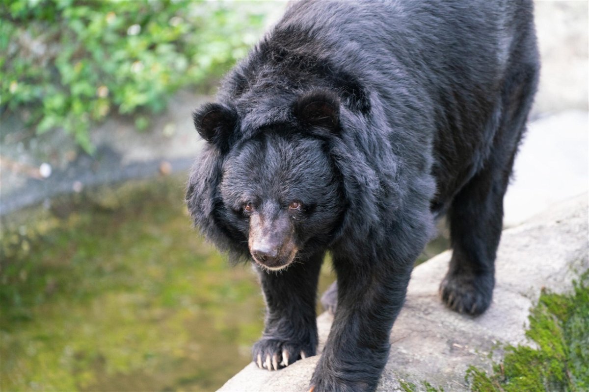 <i>Shutterstock</i><br/>A Formosan black bear or Ursus thibetanus formosanus is pictured in Taiwan.