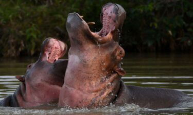 The descendants of drug kingpin Pablo Escobar's hippos present an environmental threat.