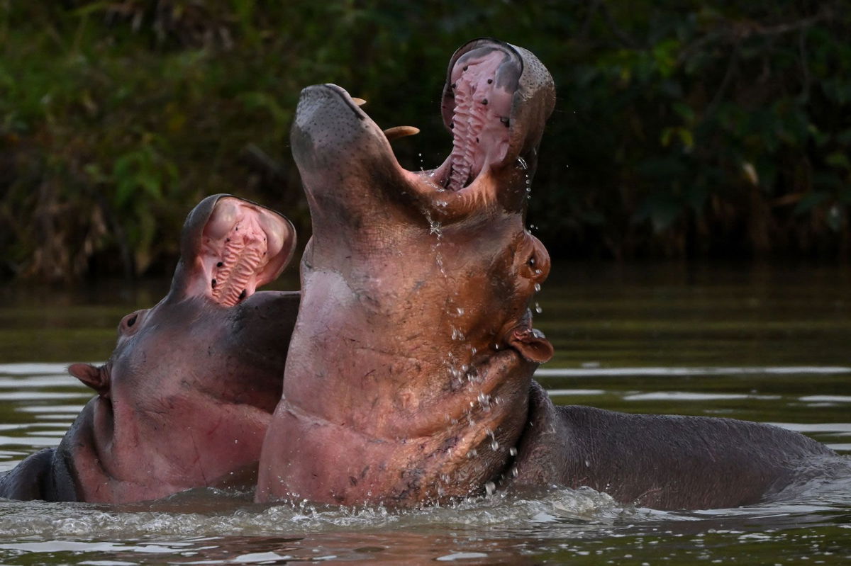 <i>Raul Arboleda/AFP/Getty Images</i><br/>The descendants of drug kingpin Pablo Escobar's hippos present an environmental threat.