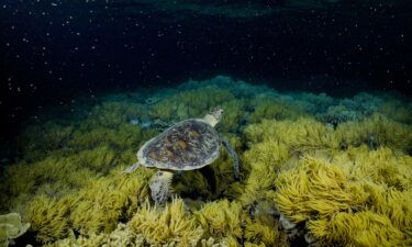 A sea turtle swims past coral.