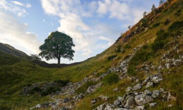 The Sycamore Gap tree was widely photographed and admired prior to the felling.