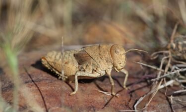 The Crau plain grasshopper is listed as critically endangered on the International Union for Conservation of Nature’s Red List of Threatened Species.
