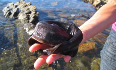 Shysharks earn their nickname by curling up in a protective ball to evade predators.