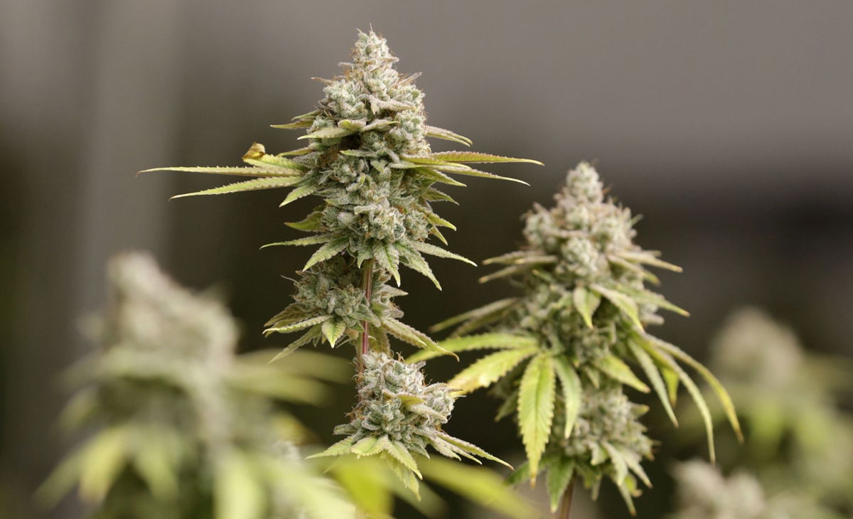 <i>Tony Dejak/AP</i><br/>Marijuana buds ready for harvest rest on a plant at AT-CPC of Ohio
