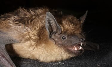 The information on bat mating behavior could help with efforts to come up with a way to artificially inseminate endangered bat species.