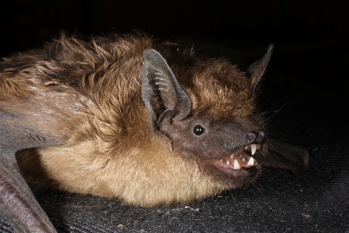 <i>Olivier Glaizot</i><br/>The information on bat mating behavior could help with efforts to come up with a way to artificially inseminate endangered bat species.