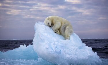 A polar bear carves out a bed from a small iceberg before drifting off to sleep in the far north