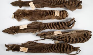 The University of Cambridge's collection of thylacines