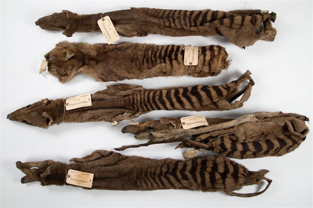 <i>Natalie Jones/University of Cambridge</i><br/>The University of Cambridge's collection of thylacines