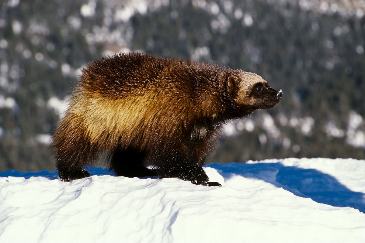 <i>Mike Hill/Getty Images</i><br/>A wolverine walks on snow in Montana.