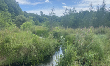 Cranberry growers are bringing wetlands back from the dead