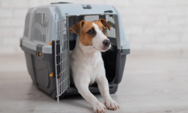Pet policies on the largest airlines in the US