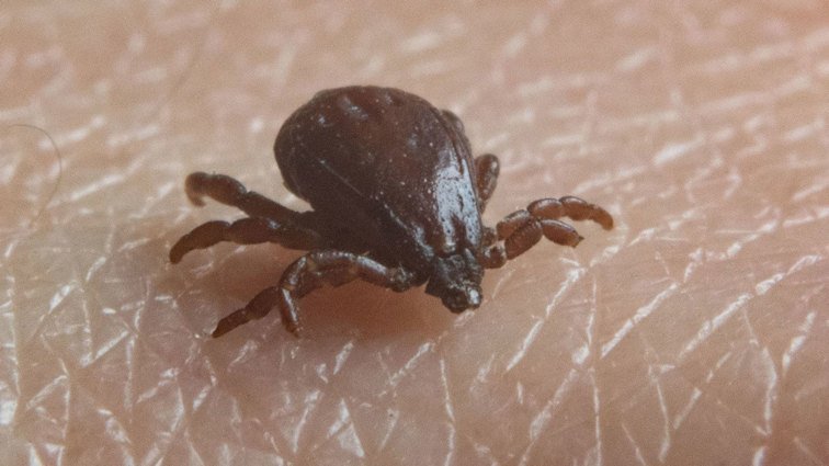 Brown dog ticks can transmit Rocky Mountain spotted fever, but it does not spread from person to person.