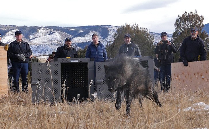 Colorado Parks and Wildlife released five gray wolves onto public land in Grand County, Colorado on Monday. Pictured is wolf 2302-OR.