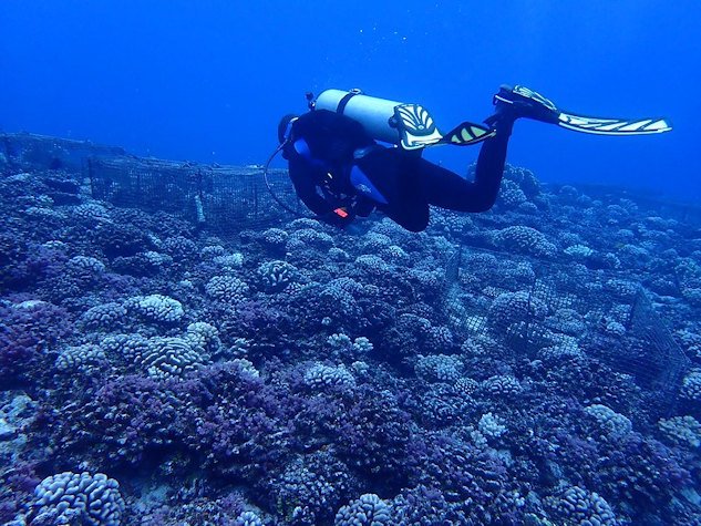 
OSU coral researcher Alex Vompe off the north shore of Mo'orea